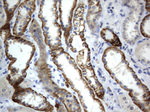 CD44 Antibody in Immunohistochemistry (Paraffin) (IHC (P))