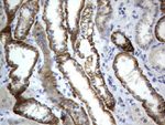 CD44 Antibody in Immunohistochemistry (Paraffin) (IHC (P))