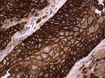 CD44 Antibody in Immunohistochemistry (Paraffin) (IHC (P))