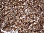 CD44 Antibody in Immunohistochemistry (Paraffin) (IHC (P))