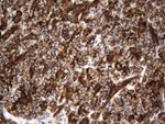 CD44 Antibody in Immunohistochemistry (Paraffin) (IHC (P))