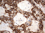 CD44 Antibody in Immunohistochemistry (Paraffin) (IHC (P))