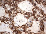 CD44 Antibody in Immunohistochemistry (Paraffin) (IHC (P))