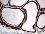 CD44 Antibody in Immunohistochemistry (Paraffin) (IHC (P))
