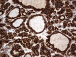 CD44 Antibody in Immunohistochemistry (Paraffin) (IHC (P))