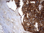 CD44 Antibody in Immunohistochemistry (Paraffin) (IHC (P))