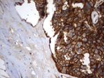 CD44 Antibody in Immunohistochemistry (Paraffin) (IHC (P))