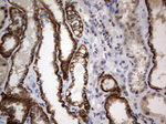 CD44 Antibody in Immunohistochemistry (Paraffin) (IHC (P))