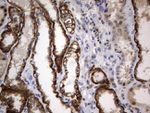CD44 Antibody in Immunohistochemistry (Paraffin) (IHC (P))