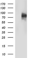 CD44 Antibody in Western Blot (WB)