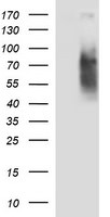 CD44 Antibody in Western Blot (WB)