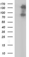 CD44 Antibody in Western Blot (WB)