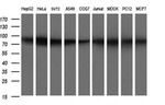 CD44 Antibody in Western Blot (WB)