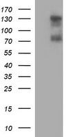 CD44 Antibody in Western Blot (WB)