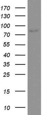 CD44 Antibody in Western Blot (WB)