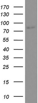 CD44 Antibody in Western Blot (WB)