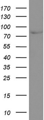 CD44 Antibody in Western Blot (WB)