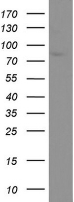 CD44 Antibody in Western Blot (WB)
