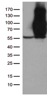 CD44 Antibody in Western Blot (WB)