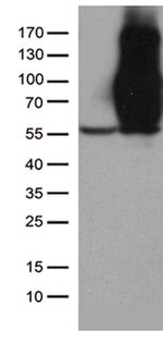 CD44 Antibody in Western Blot (WB)
