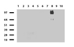 CD44 Antibody in Western Blot (WB)