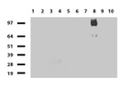 CD44 Antibody in Western Blot (WB)