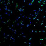 CD105 Antibody in Immunocytochemistry (ICC/IF)