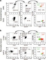 CD166 (ALCAM) Antibody in Flow Cytometry (Flow)