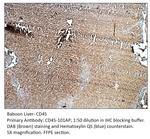 CD45 Polyclonal Antibody