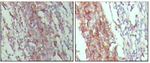 CD45 Monoclonal Antibody (4A8A4C7A2)