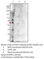 CD47 Polyclonal Antibody