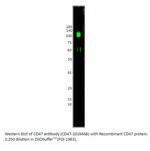 CD47 Monoclonal Antibody (C10.24)