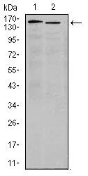 ITGA4 Monoclonal Antibody (5C4)