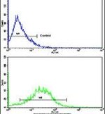 ITGA5 Antibody in Flow Cytometry (Flow)