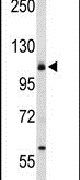 CD49f Antibody in Western Blot (WB)