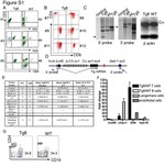 CD4 Antibody in Flow Cytometry (Flow)
