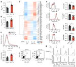 IFN gamma Antibody in Flow Cytometry (Flow)
