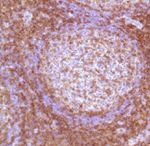 CD4 Antibody in Immunohistochemistry (Paraffin) (IHC (P))