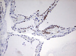 CD5 Antibody in Immunohistochemistry (Paraffin) (IHC (P))