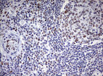 CD5 Antibody in Immunohistochemistry (Paraffin) (IHC (P))