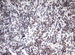 CD5 Antibody in Immunohistochemistry (Paraffin) (IHC (P))