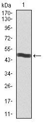 CD5 Antibody in Western Blot (WB)