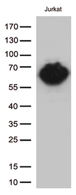 CD5 Antibody in Western Blot (WB)