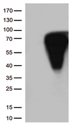 CD5 Antibody in Western Blot (WB)