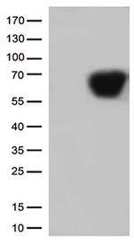 CD5 Antibody in Western Blot (WB)