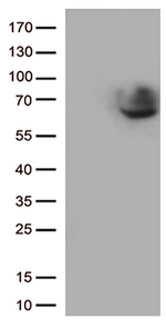 CD5 Antibody in Western Blot (WB)