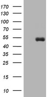 CD5 Antibody in Western Blot (WB)