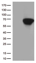 CD5 Antibody in Western Blot (WB)