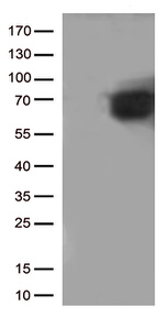 CD5 Antibody in Western Blot (WB)