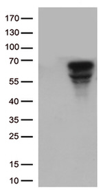 CD5 Antibody in Western Blot (WB)